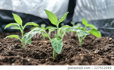 Greenhouse Scene 127412049