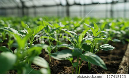 Greenhouse Scene With A Young Sweet Pepper Plant Sprout Basking In Sunlight 127412123
