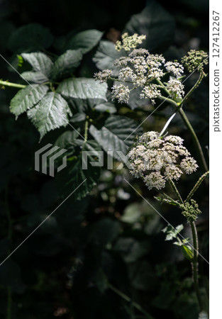 Sunlight shines on the surface of the Angelica sylvestris plant (Wild Angelica). 127412267