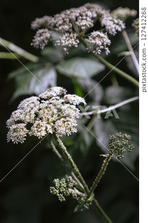Sunlight shines on the surface of the Angelica polymorpha plant (Wild Angelica). 127412268