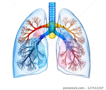 Human lung model watercolor PNG clipart isolated on white background. 127412287