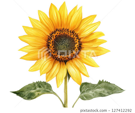 Sunflower watercolor PNG clipart isolated on white background. 127412292