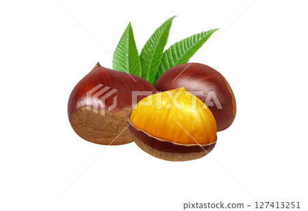 Chestnut illustration, realistic, Japanese chestnut Chestnut illustration, realistic, Japanese chestnut 127413251