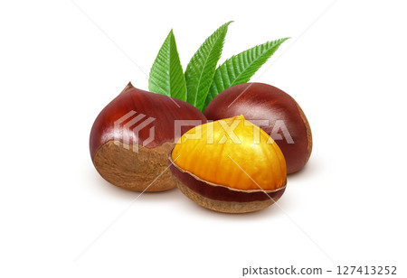 栗子插畫，逼真的日本栗子 127413252