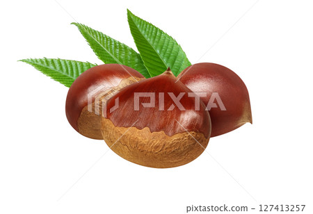 栗子插畫，逼真的日本栗子 127413257