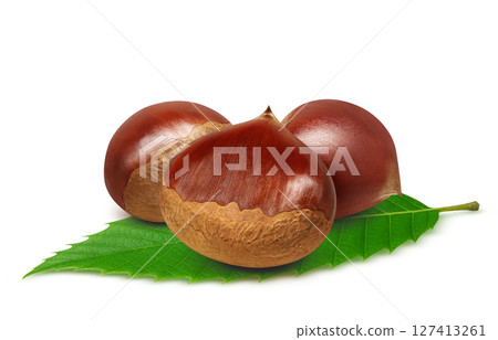 栗子插畫，逼真的日本栗子 127413261