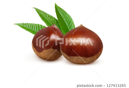 Chestnut illustration, realistic, Japanese chestnut 127413265