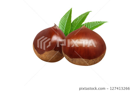 Chestnut illustration, realistic, Japanese chestnut 127413266