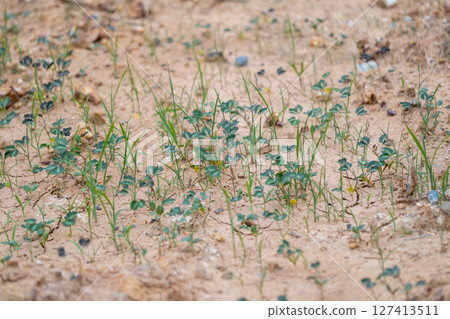 New growth of green plants in sandy soil nature scene close-up view natural environment 127413511