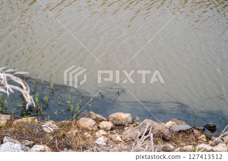 Water pollution impact riverbanks natural habitat outdoor close-up environmental awareness 127413512