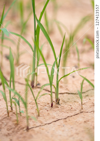Sustainable practices for growing resilient crops in sunny dry soil agricultural fields Sustainable practices for growing resilient crops in sunny dry soil agricultural fields 127413557
