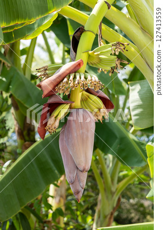 Banana flower blooming in tropical garden nature lush environment close-up view 127413559