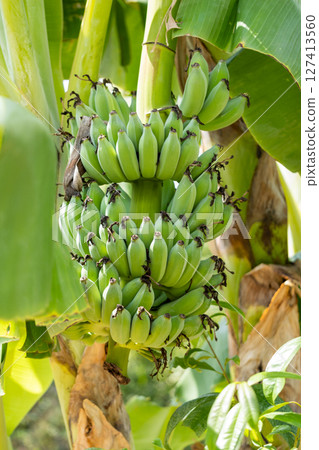 Banana bunch harvesting tropical farm nature lush environment close-up view agriculture concept 127413560