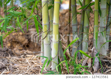 Bamboo growth in natural habitat forest setting botanical close-up tranquil environment 127413561