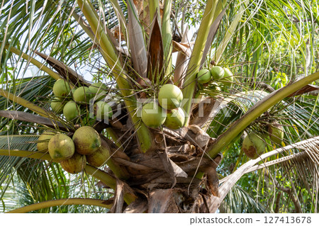 Harvesting green coconuts in tropical paradise nature lush environment close-up view 127413678