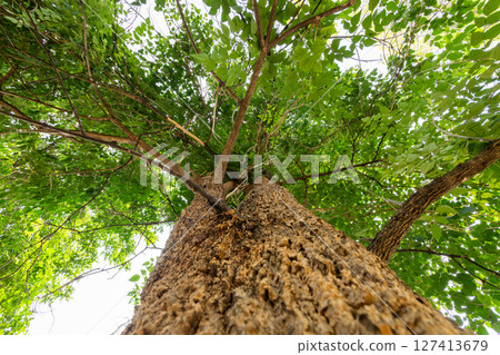Tree growth and canopy view forest nature lush environment upward perspective 127413679