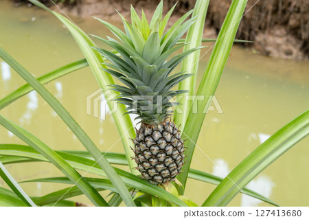 Pineapple harvesting action tropical plantation nature wet environment close-up view fresh produce concept 127413680