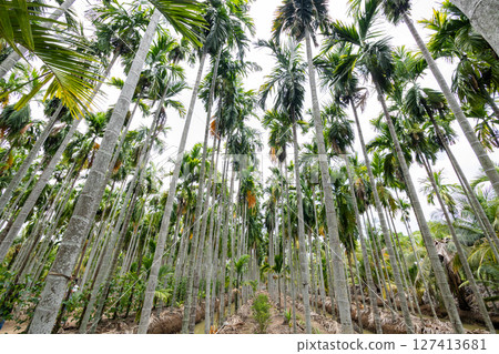 Lush palm trees towering overhead tropical landscape nature vibrant environment ground-level view 127413681