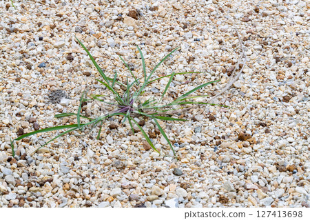 Desert plant growth sandy terrain nature dry environment close-up view resilience concept 127413698