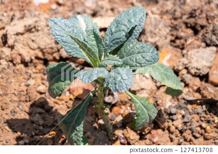 Planting young kale seedlings in fertile soil garden nature outdoor close-up growth process Planting young kale seedlings in fertile soil garden nature outdoor close-up growth process 127413708