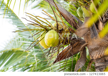 Harvesting green coconuts in tropical paradise nature lush environment up-close view 127413865