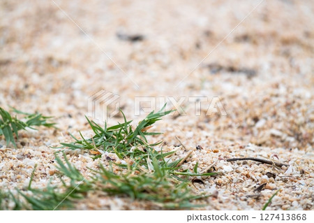 Nature scene with grass and sand coastal environment close-up tranquil viewpoint serenity concept 127413868