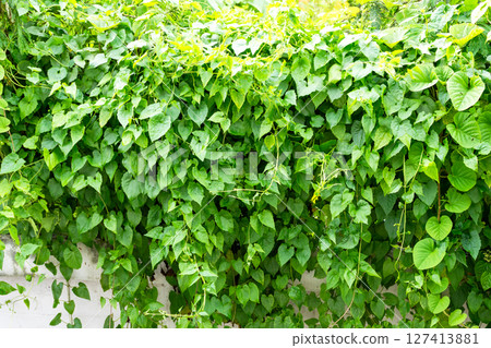 Lush green vines covering a wall urban garden nature bright environment close-up view growth concept Lush green vines covering a wall urban garden nature bright environment close-up view growth concept 127413881
