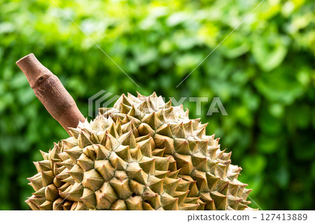 Harvesting durian fruits in tropical gardens close-up vibrant green background Harvesting durian fruits in tropical gardens close-up vibrant green background 127413889