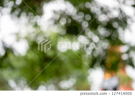Nature captivating greenery in urban park close-up soft focus bokeh background Nature captivating greenery in urban park close-up soft focus bokeh background 127414008