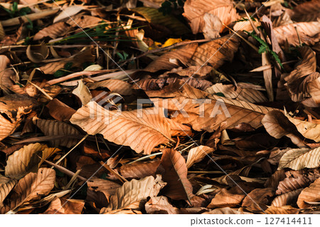 Gathering leaves autumn colors forest floor nature tranquil environment close-up view 127414411
