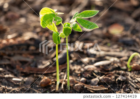 Seedling growth event garden nature soil environment close-up view plant development concept 127414419