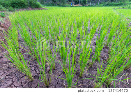 Growing rice in lush fields rural area nature vibrant environment wide angle agriculture concept 127414470