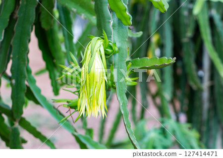 Dragon fruit flower blooming tropical garden nature vibrant green environment close-up view Dragon fruit flower blooming tropical garden nature vibrant green environment close-up view 127414471