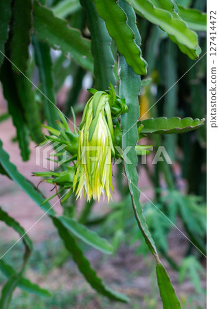 Flowering dragon fruit plant tropical garden botanical natural setting close-up view agriculture concept Flowering dragon fruit plant tropical garden botanical natural setting close-up view agriculture concept 127414472