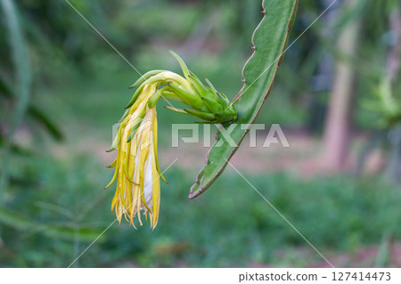 Blooming cactus flower display desert garden close-up natural environment unique perspective Blooming cactus flower display desert garden close-up natural environment unique perspective 127414473