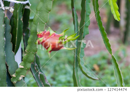 Harvesting dragon fruit in a tropical garden nature close-up view vibrant environment 127414474
