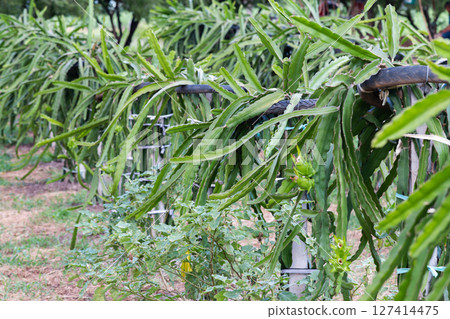 Close-up view of sustainable dragon fruit farming cultivation in sunny agricultural fields 127414475