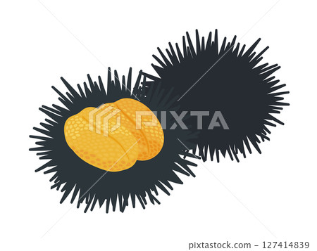 Illustration of a sea urchin resting on a spiky shell 127414839