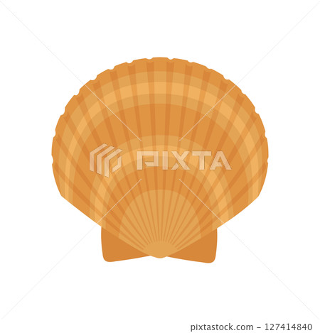 Illustration of a scallop shell seen from the front 127414840
