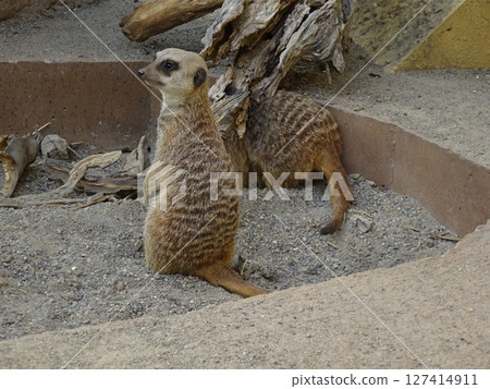 動物園:守衛的貓鼬 動物園:守衛的貓鼬 127414911