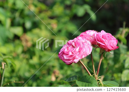 Roses in the Rose Garden at Hyde Park Roses in the Rose Garden at Hyde Park 127415680