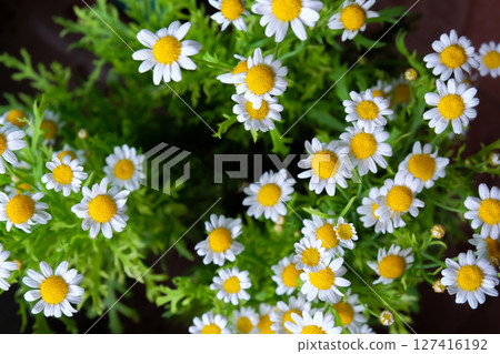 Daisy flowers growing on meadow ,Gardening concept. Daisy flowers growing on meadow ,Gardening concept. 127416192