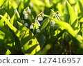 Spring flower lilies of the valley. 127416957
