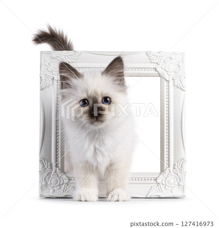 Sacred Birman kitten on white 127416973