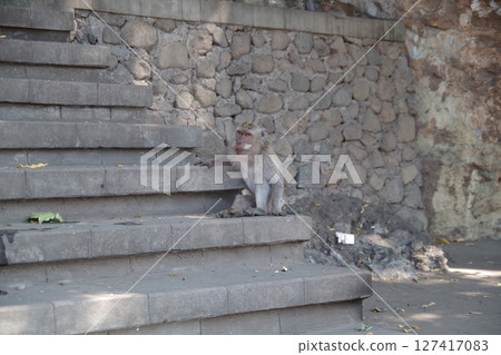Monkeys in Pemuteran, Indonesia Monkeys in Pemuteran, Indonesia 127417083