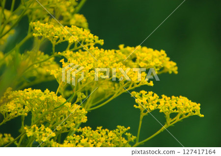 Ominaeshi 3 Autumn Seven Herbs Ominaeshi 3 Autumn Seven Herbs 127417164