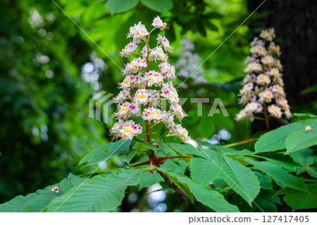 Vibrant blossoms of horse chestnut flowers showcasing detailed natural patterns, set against a blurred green background, highlighting the delicate beauty and intricate symmetry of nature. Vibrant blossoms of horse chestnut flowers showcasing detailed natural patterns, set against a blurred green background, highlighting the delicate beauty and intricate symmetry of nature. 127417405