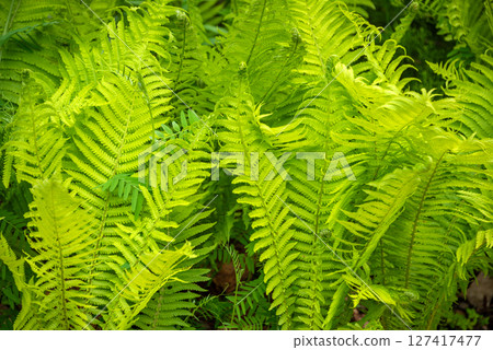 Close-up of vibrant green fern foliage illuminated by sunshine, showcasing detailed patterns and textures in a fresh and lively forest atmosphere. 127417477