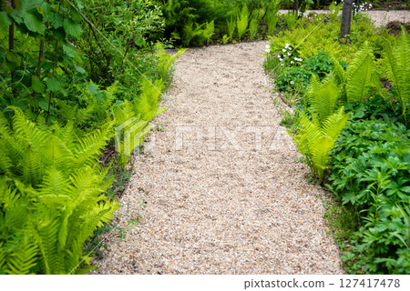 Close-up of vibrant green fern foliage illuminated by sunshine, showcasing detailed patterns and textures in a fresh and lively forest atmosphere. Close-up of vibrant green fern foliage illuminated by sunshine, showcasing detailed patterns and textures in a fresh and lively forest atmosphere. 127417478