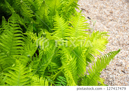 Close-up of vibrant green fern foliage illuminated by sunshine, showcasing detailed patterns and textures in a fresh and lively forest atmosphere. 127417479